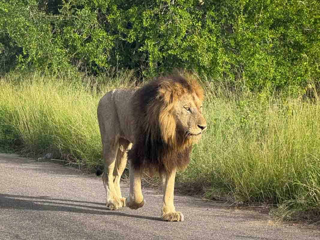 Kør-selv safari i Kruger National Park - Sydafrika