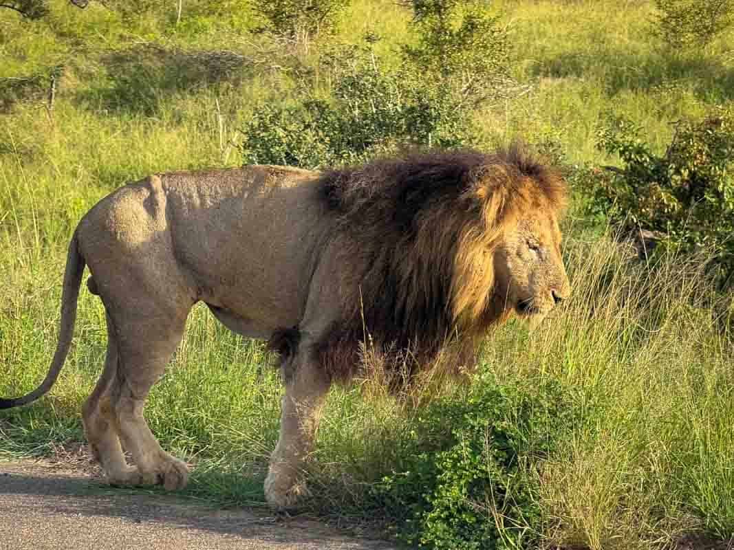 Kør-selv safari i Kruger National Park - Sydafrika