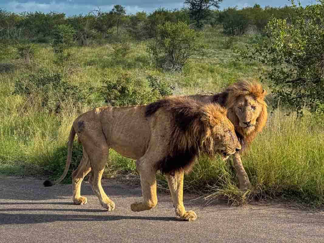 Kør-selv safari i Kruger National Park - Sydafrika