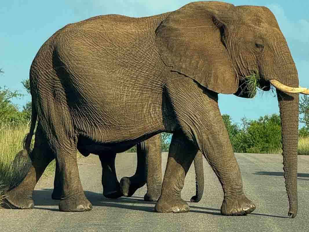 Kør-selv safari i Kruger National Park - Sydafrika