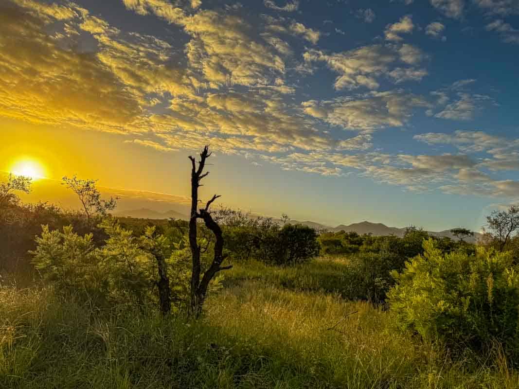 Kør-selv safari i Kruger National Park - Sydafrika