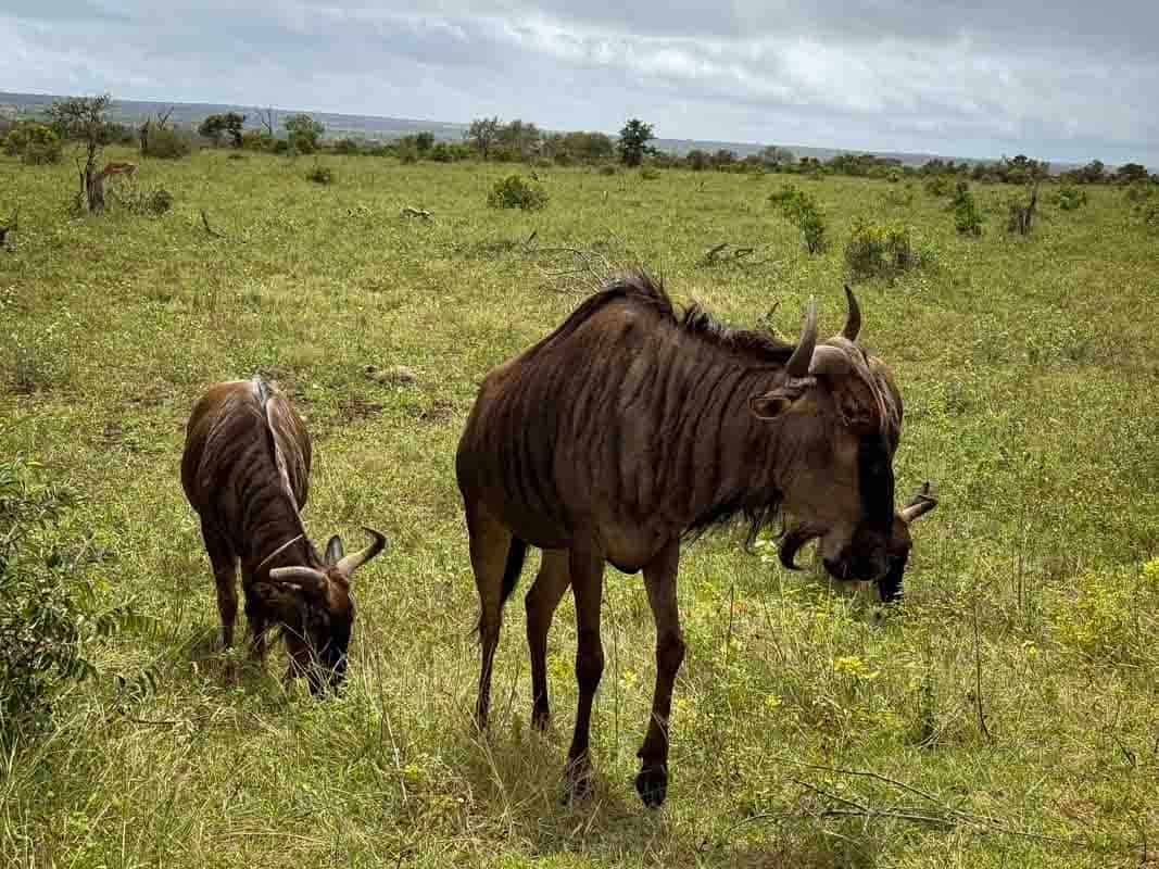 Kør-selv safari i Kruger National Park - Sydafrika