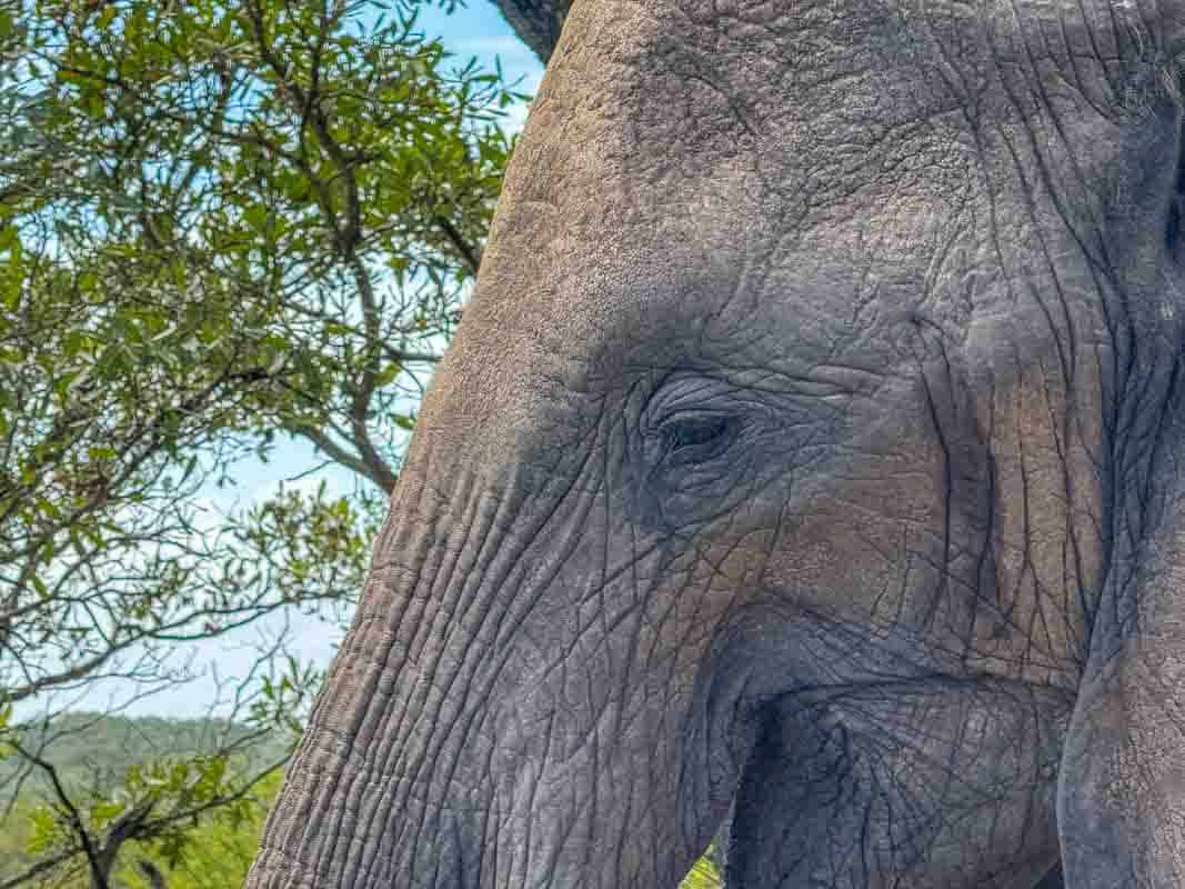 Kør-selv safari i Kruger National Park - Sydafrika