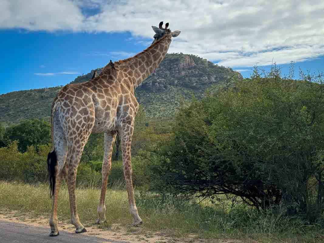 Kør-selv safari i Kruger National Park - Sydafrika