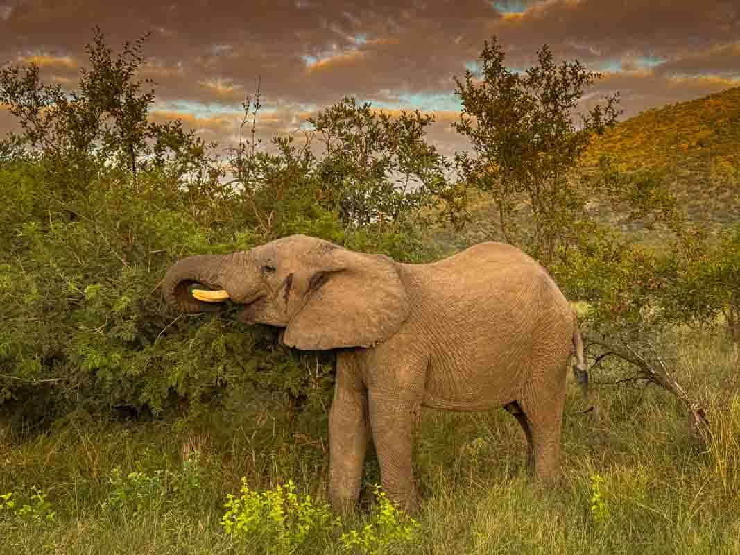 Kør-selv safari i Kruger National Park - Sydafrika