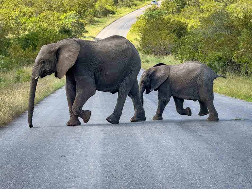 Kør-selv safari i Kruger National Park - Sydafrika