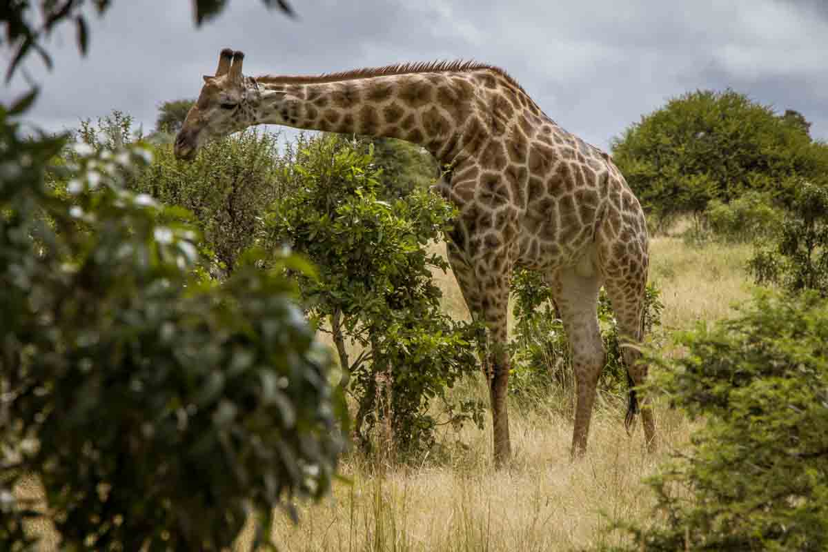 Kør-selv safari i Kruger National Park - Sydafrika