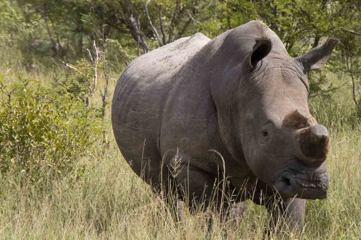 Kør-selv safari i Kruger National Park - Sydafrika