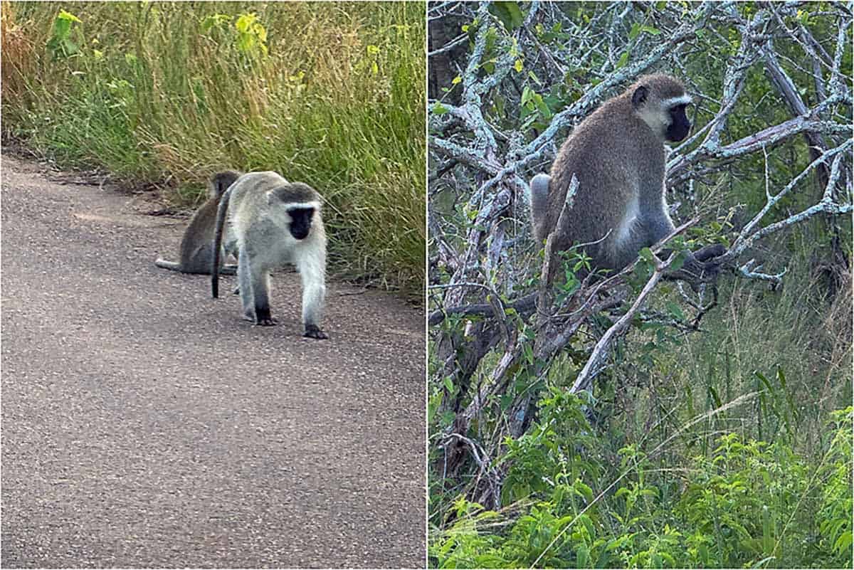 Kør-selv safari i Kruger National Park - Sydafrika