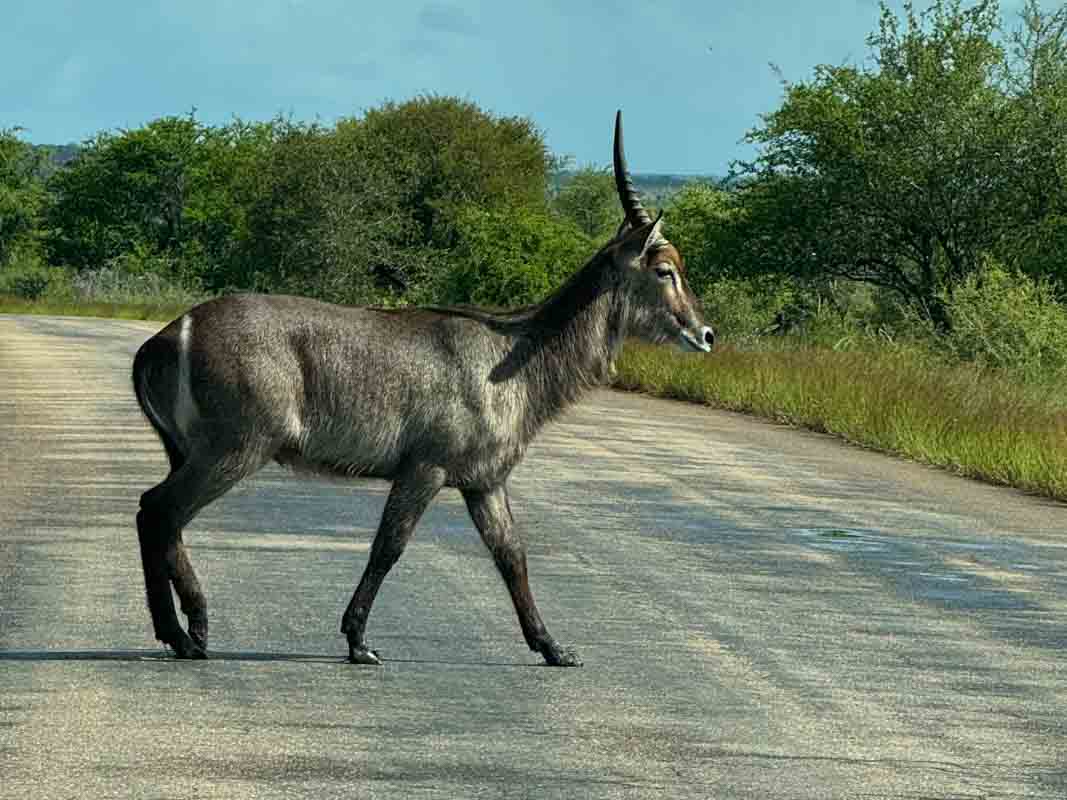 Kør-selv safari i Kruger National Park - Sydafrika