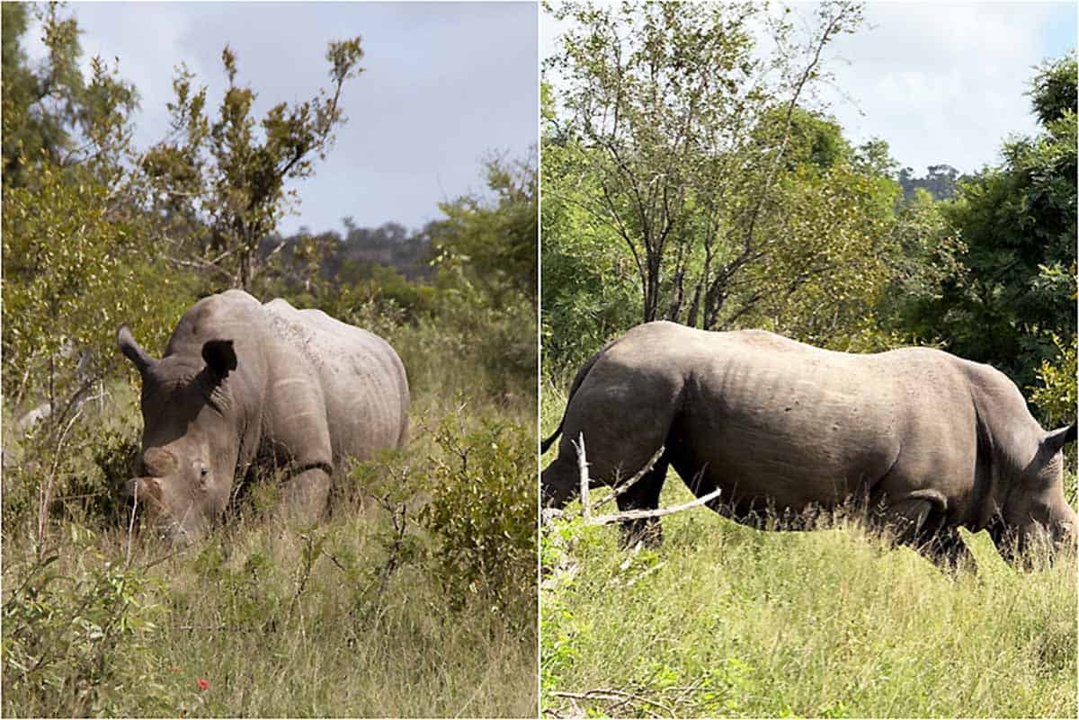 Kør-selv safari i Kruger National Park - Sydafrika