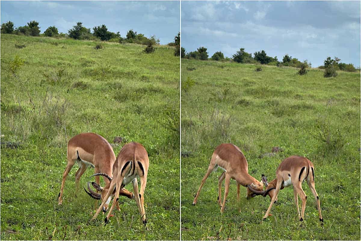 Kør-selv safari i Kruger National Park - Sydafrika