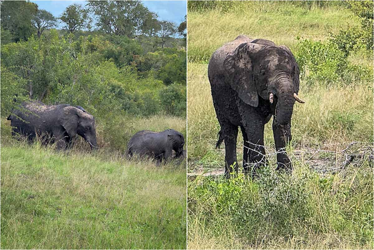 Kør-selv safari i Kruger National Park - Sydafrika