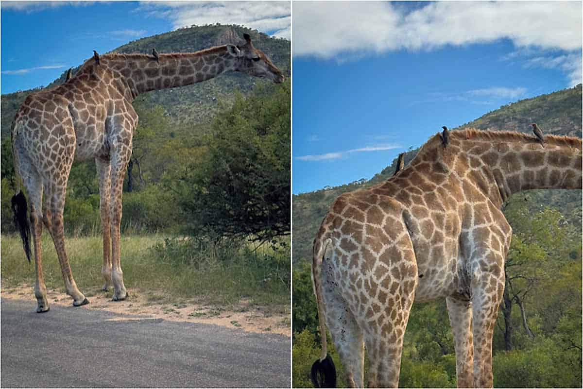 Kør-selv safari i Kruger National Park - Sydafrika