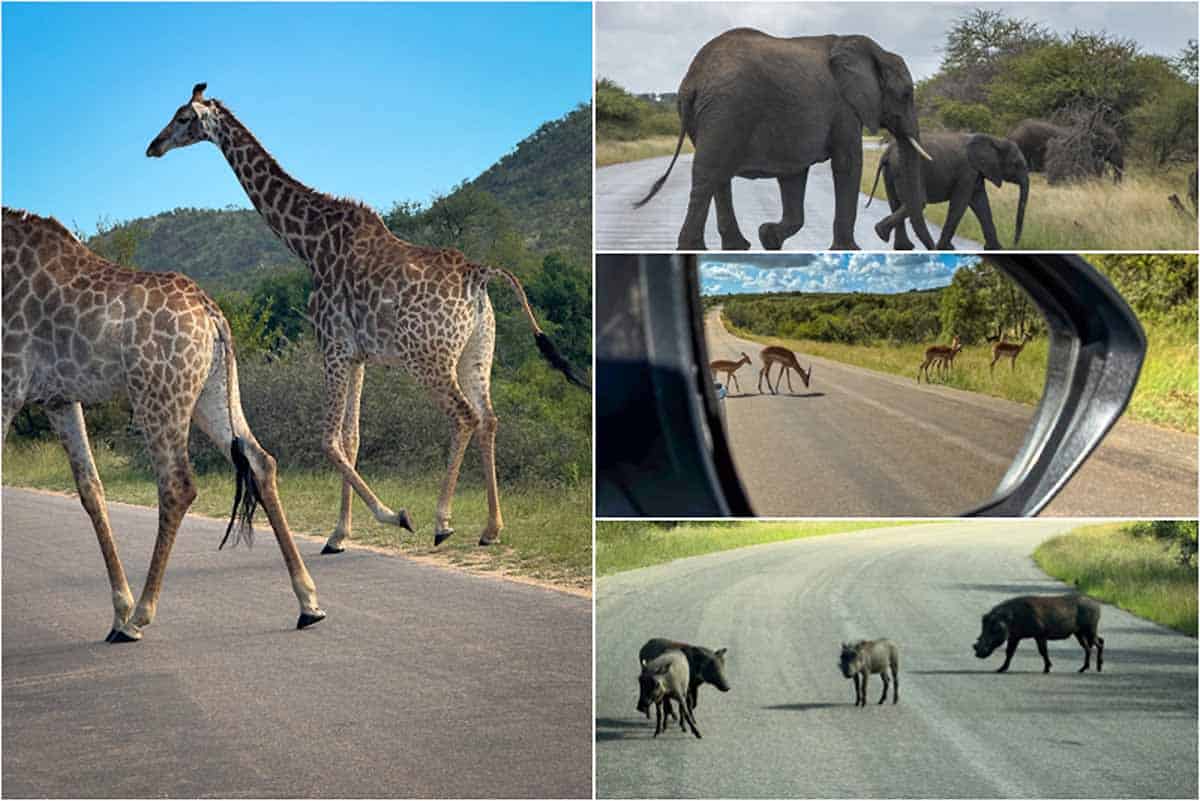 Kør-selv safari i Kruger National Park - Sydafrika