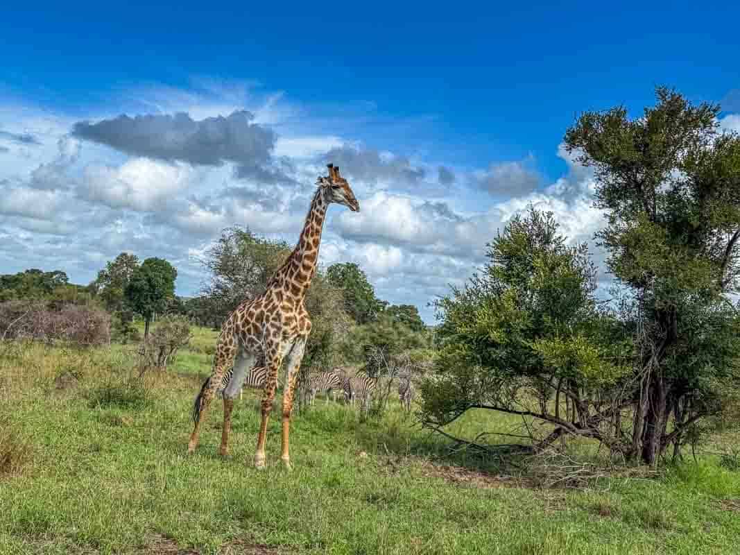 Kør-selv safari i Kruger National Park - Sydafrika