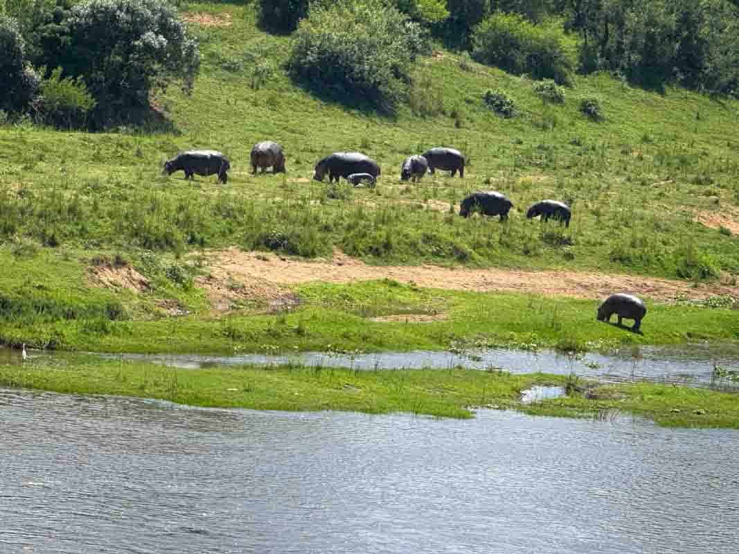 Kør-selv safari i Kruger National Park - Sydafrika