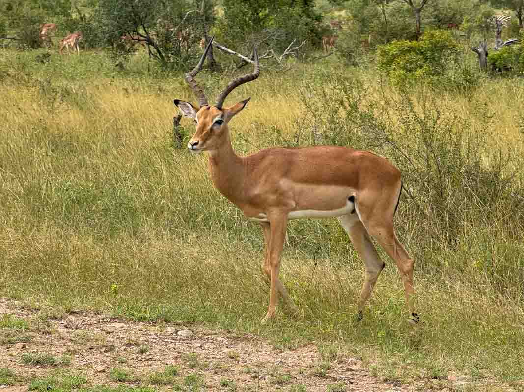 Kør-selv safari i Kruger National Park - Sydafrika