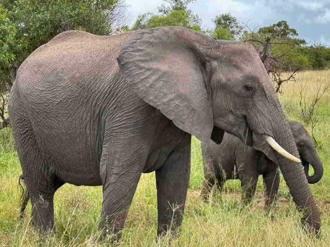 Kør-selv safari i Kruger National Park - Sydafrika