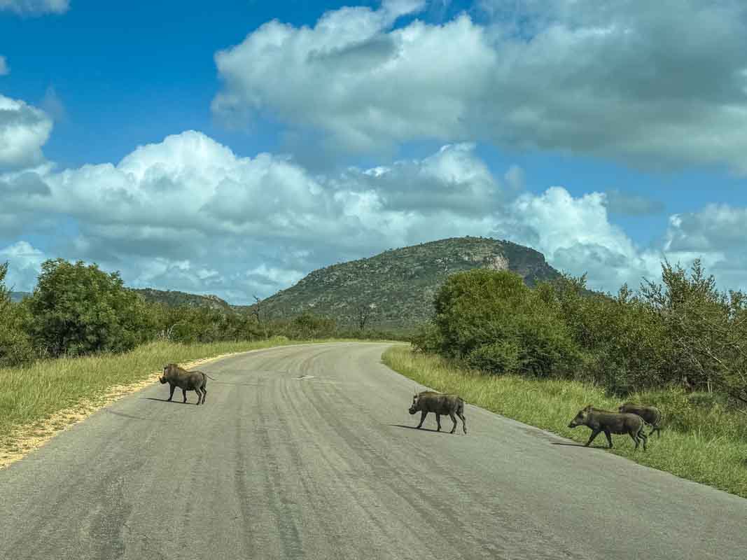 Kør-selv safari i Kruger National Park - Sydafrika