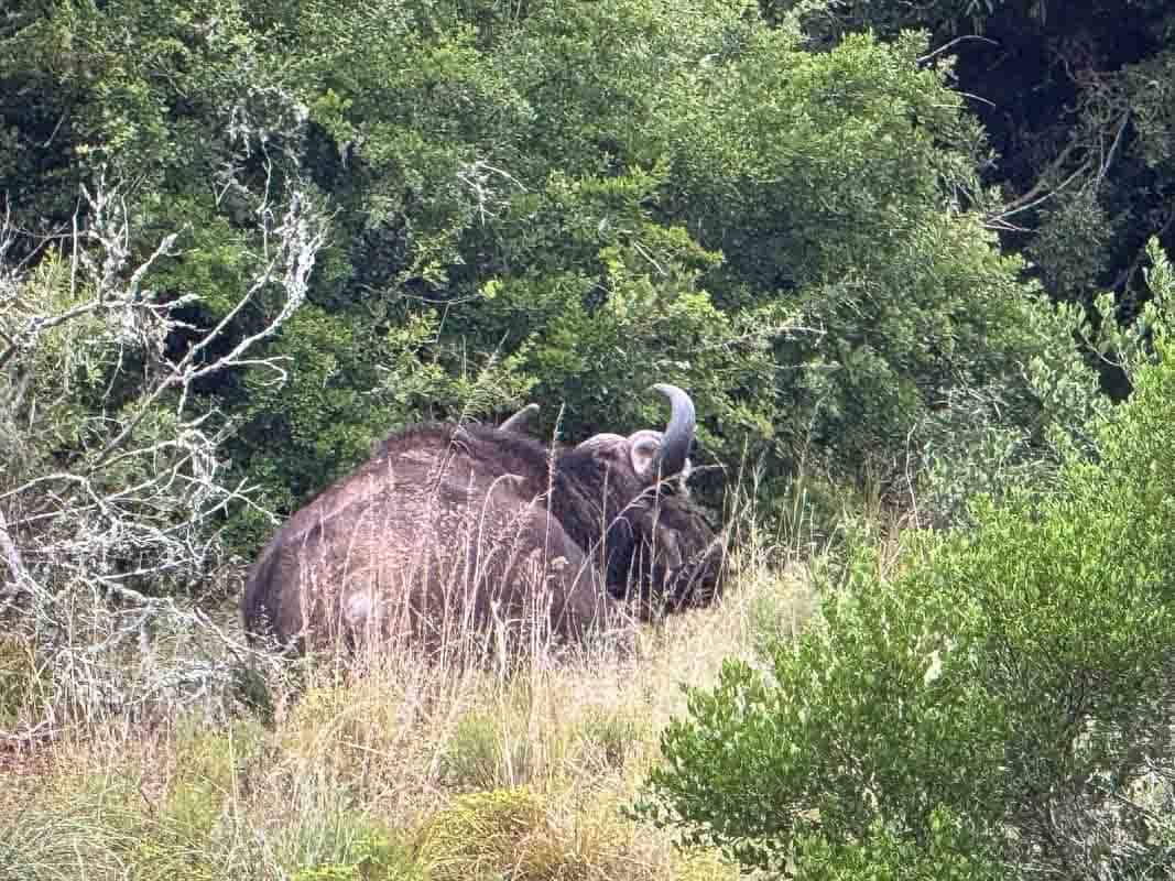 Kør-selv safari i Addo Elephant National Park - Sydafrika