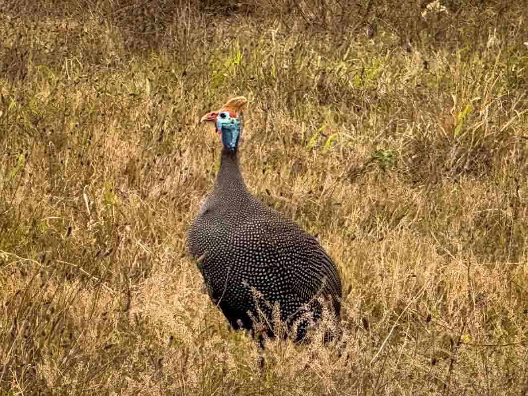 Kør-selv safari i Addo Elephant National Park - Sydafrika