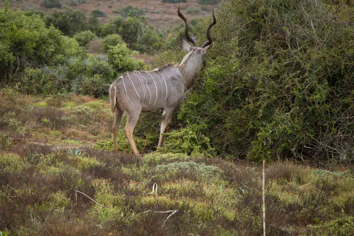 Kør-selv safari i Addo Elephant National Park - Sydafrika