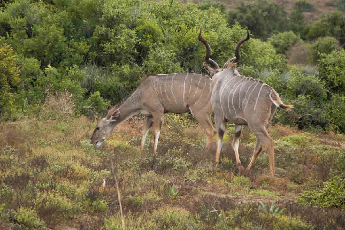 Kør-selv safari i Addo Elephant National Park - Sydafrika