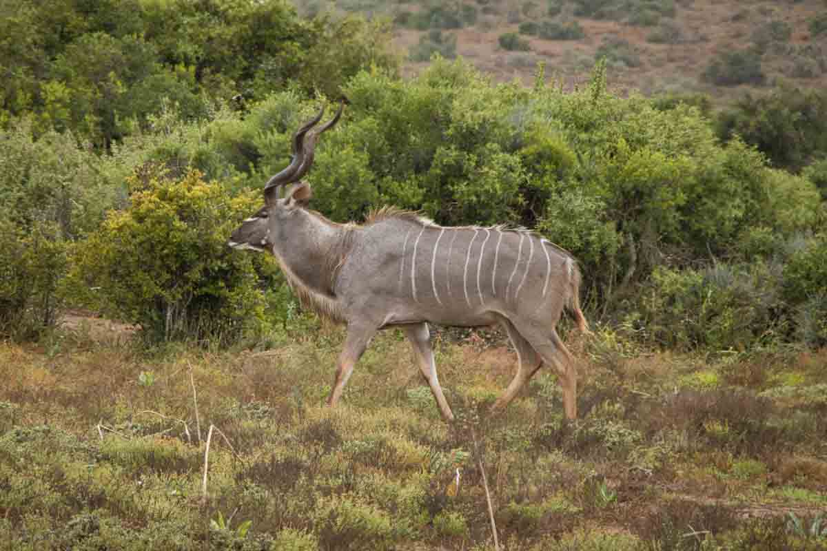 Kør-selv safari i Addo Elephant National Park - Sydafrika