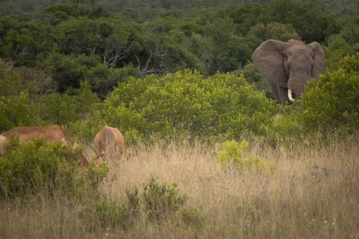 Kør-selv safari i Addo Elephant National Park - Sydafrika