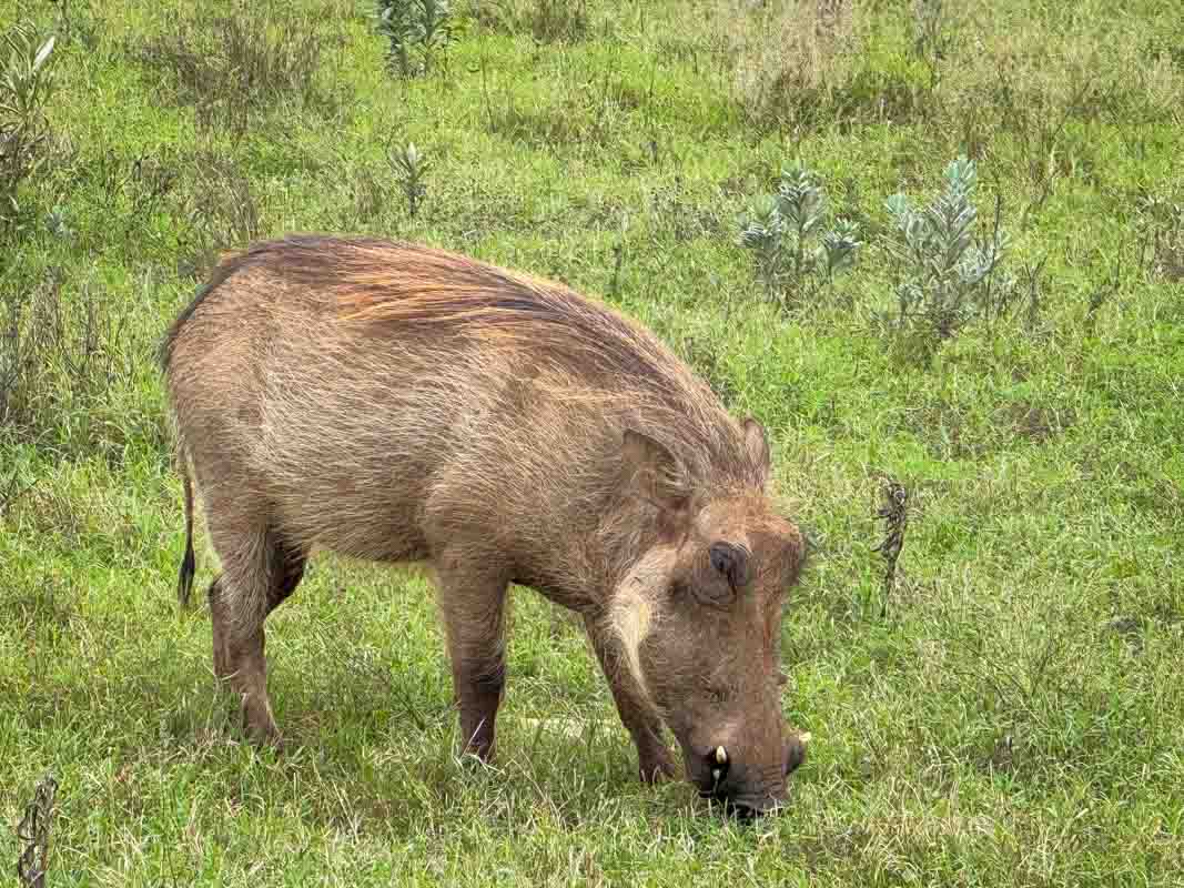 Kør-selv safari i Addo Elephant National Park - Sydafrika