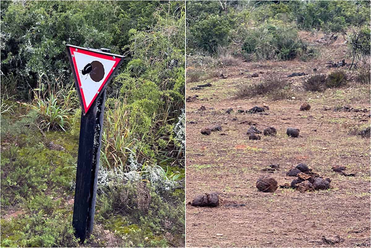 Kør-selv safari i Addo Elephant National Park - Sydafrika