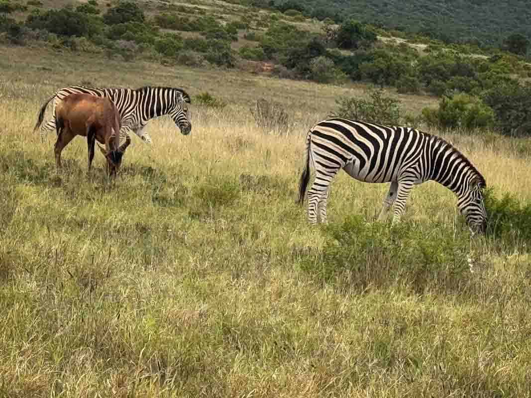 Kør-selv safari i Addo Elephant National Park - Sydafrika