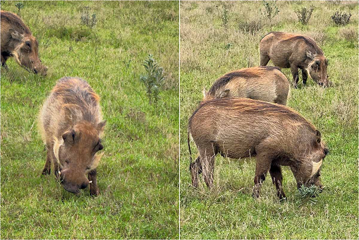 Kør-selv safari i Addo Elephant National Park - Sydafrika