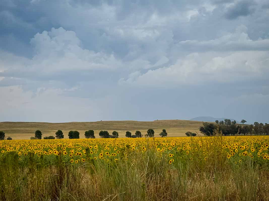 Mountain Zebra National Park - Sydafrika