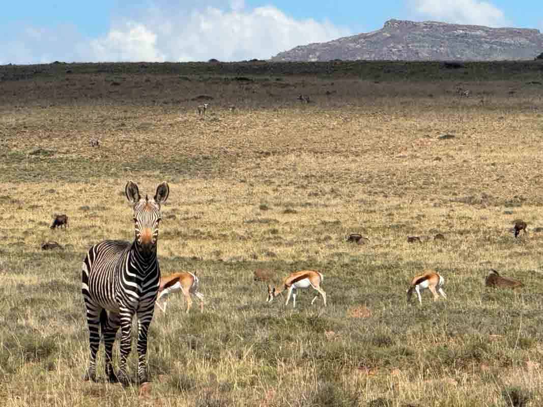 Mountain Zebra National Park - Sydafrika