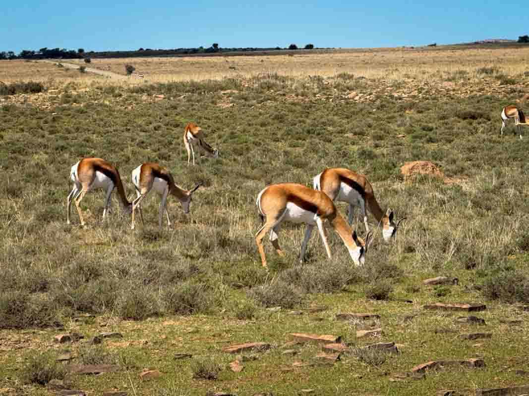 Mountain Zebra National Park - Sydafrika