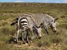 Mountain Zebra National Park - Sydafrika