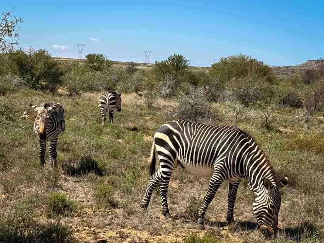 Mountain Zebra National Park - Sydafrika