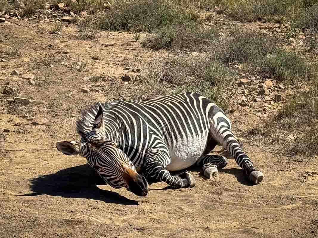 Mountain Zebra National Park - Sydafrika