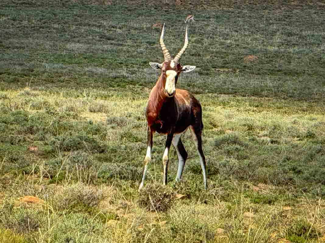 Mountain Zebra National Park - Sydafrika