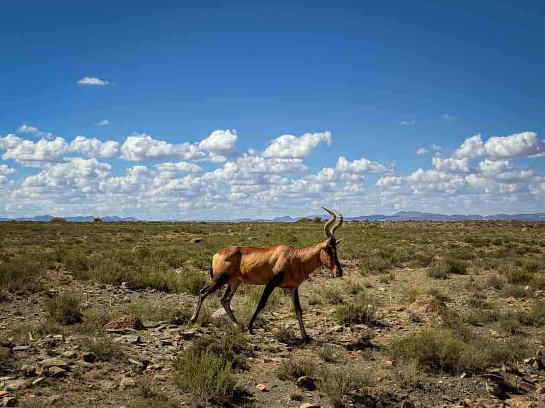 Mountain Zebra National Park - Sydafrika