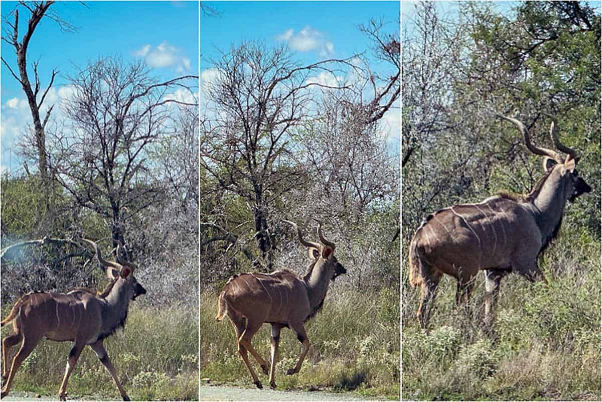 Mountain Zebra National Park - Sydafrika