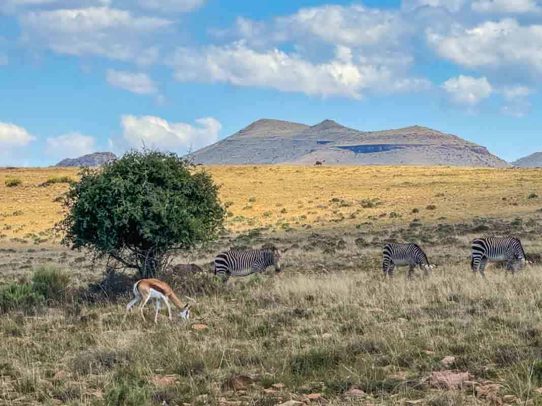 Mountain Zebra National Park - Sydafrika