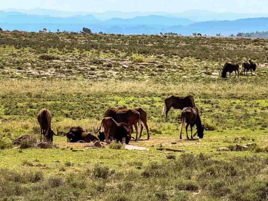 Mountain Zebra National Park - Sydafrika