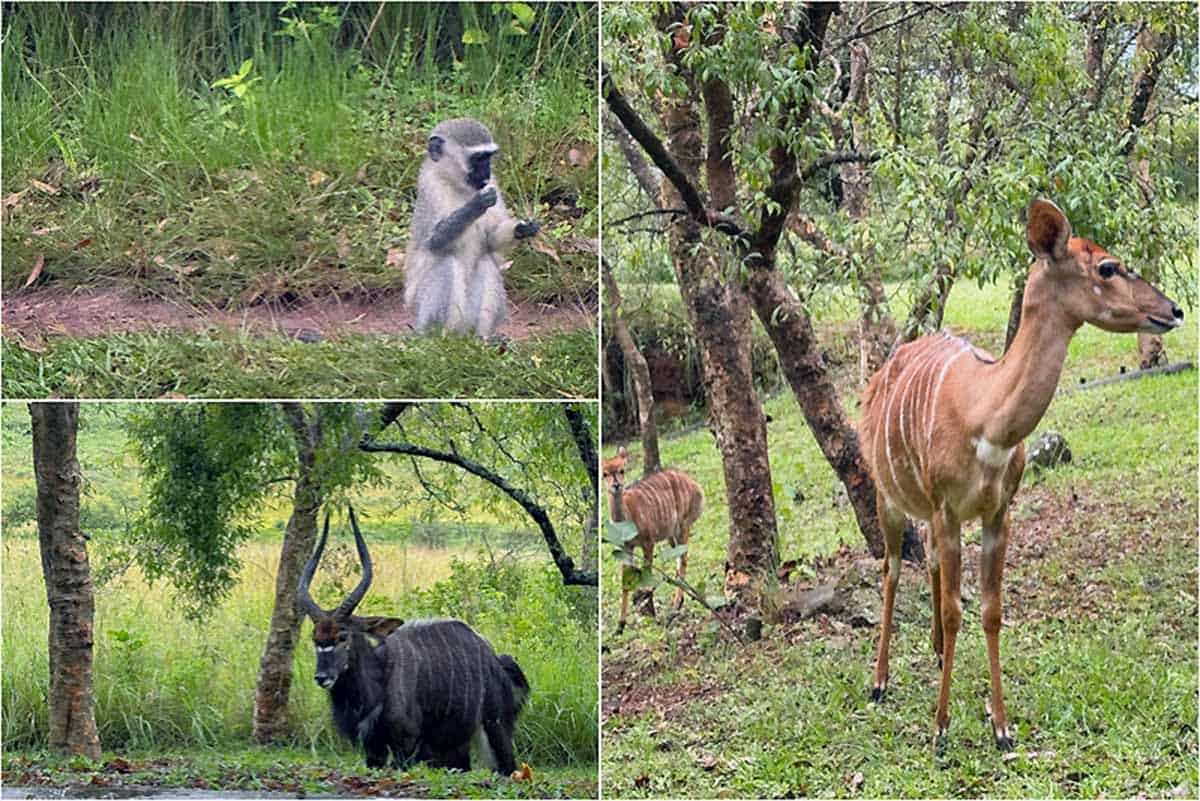 Oplevelser i Eswatini