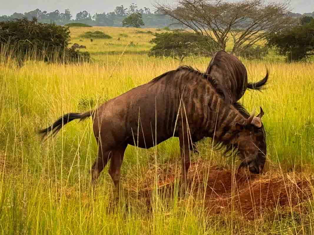 Rejseforslag Road Trip i Sydafrika og Eswatini