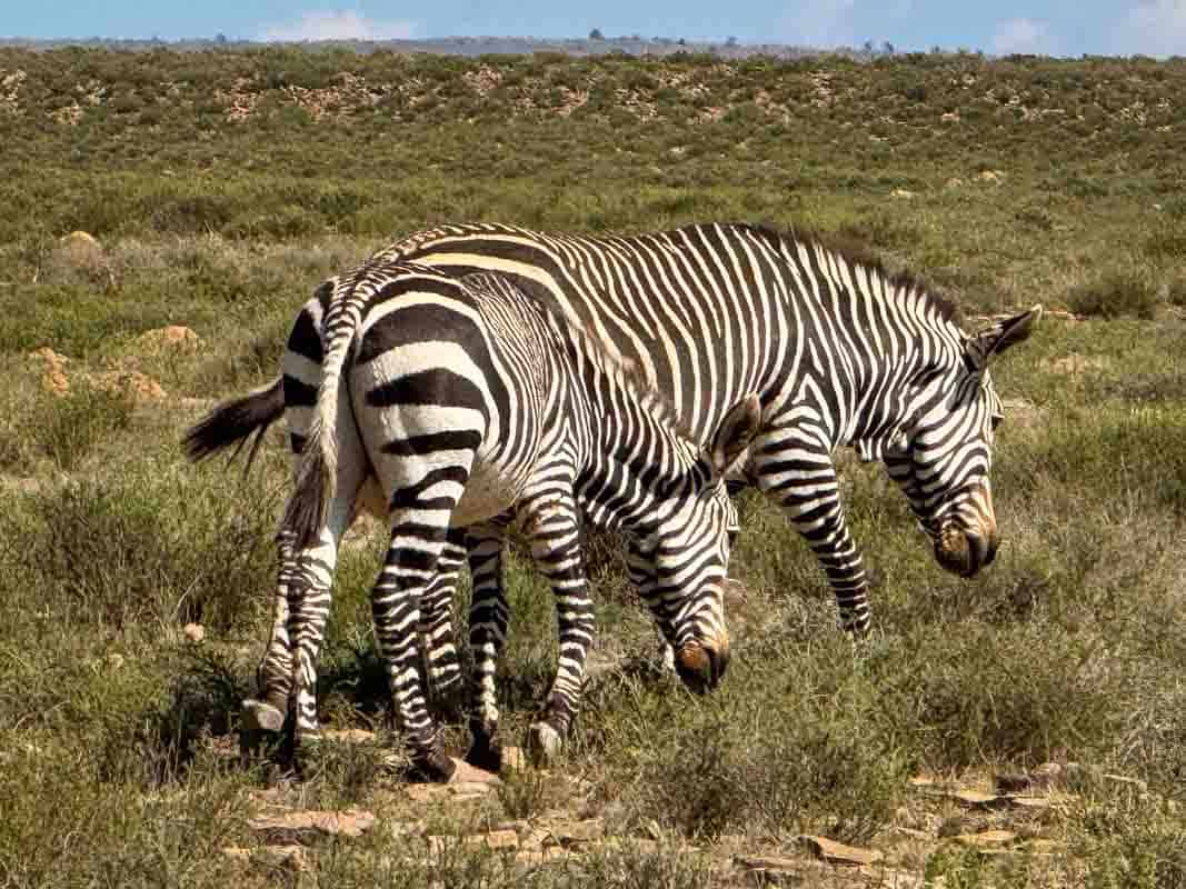 Rejseforslag Road Trip i Sydafrika og Eswatini