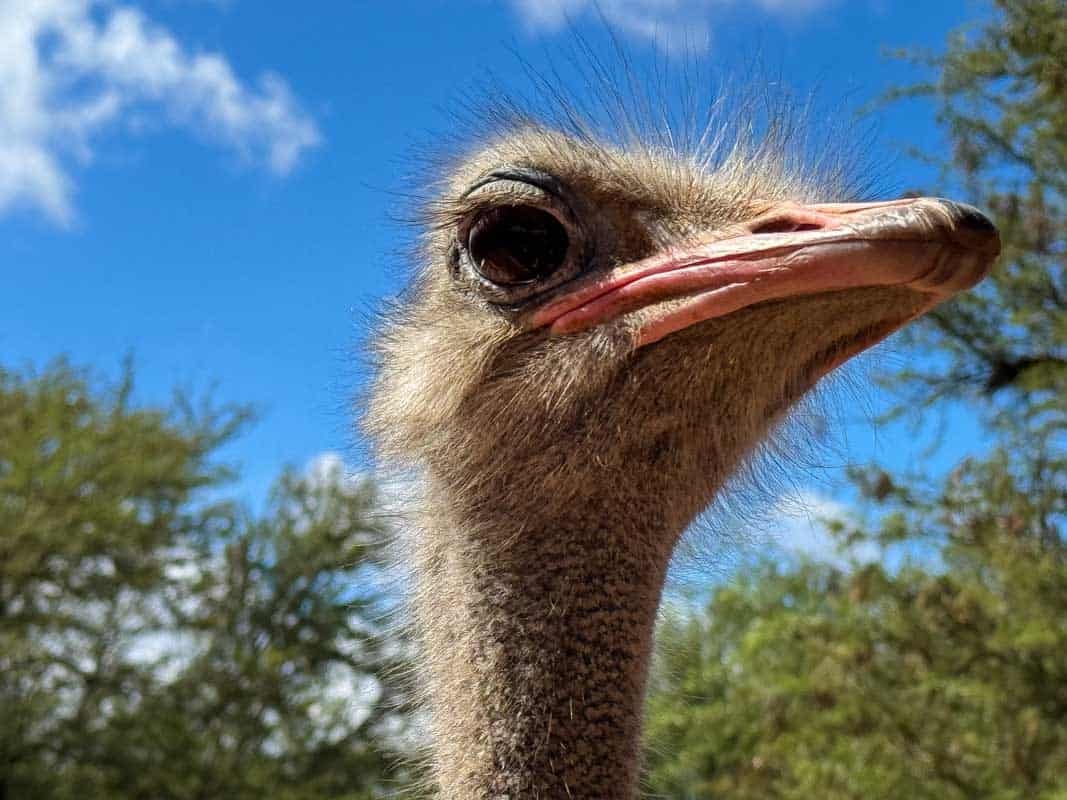 Rejseforslag Road Trip i Sydafrika og Eswatini