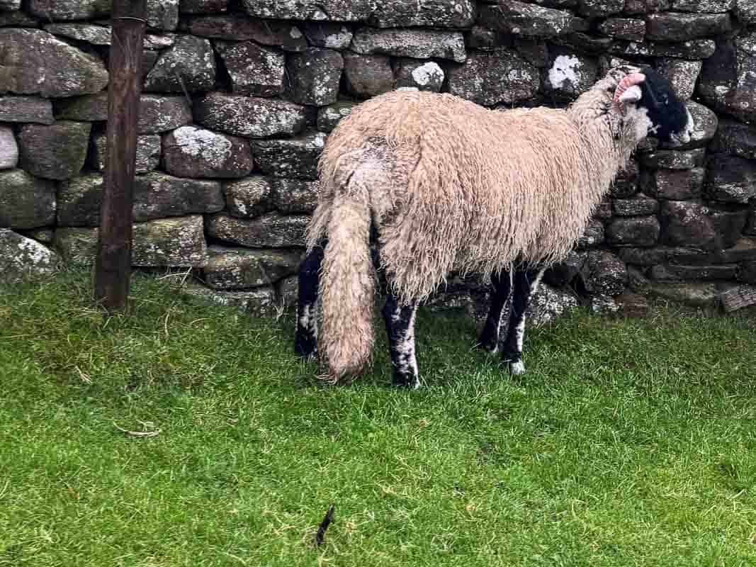 Oplevelser i Yorkshire Dales National Park og omegn – England